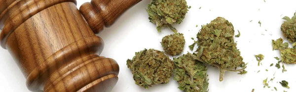 Planning for Cannabis Legalization