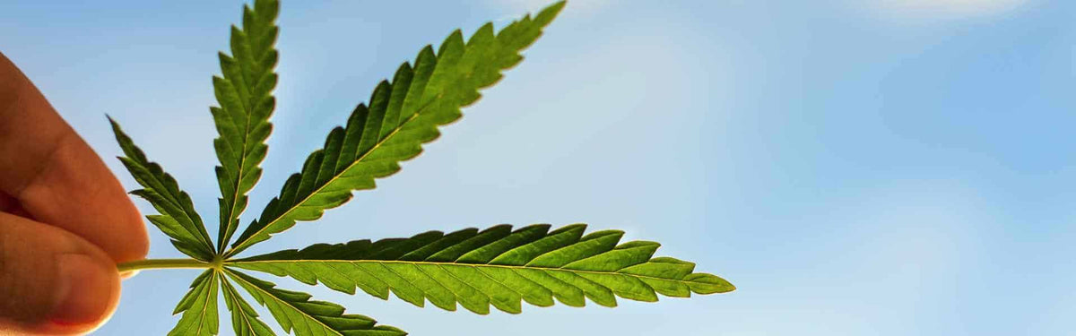 Cannabis Resources
